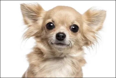 Et de quel pays vient le chihuahua ?