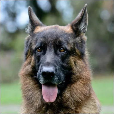 Et de quelle origine est le berger allemand ?