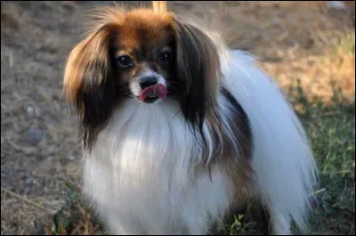 À quelle race appartient ce chien ?