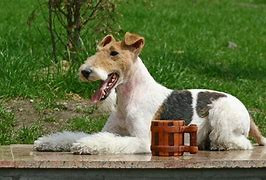 Quiz Races de chiens