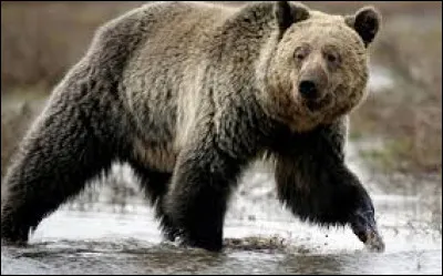 Langue étrangère - Comment dit-on "ours" en portugais ?