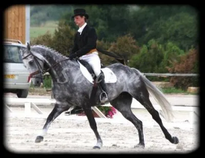 Ce cheval s'appelle :