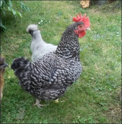 Quel oiseau peut voler en surplace ou voler à reculons ?