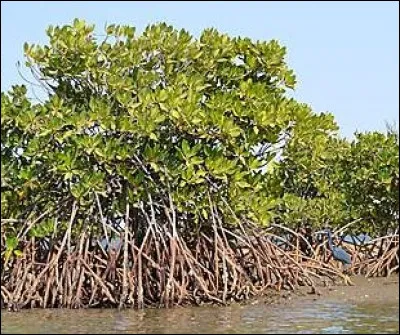 Quel arbre aux racines aériennes est caractéristique de la mangrove ? 