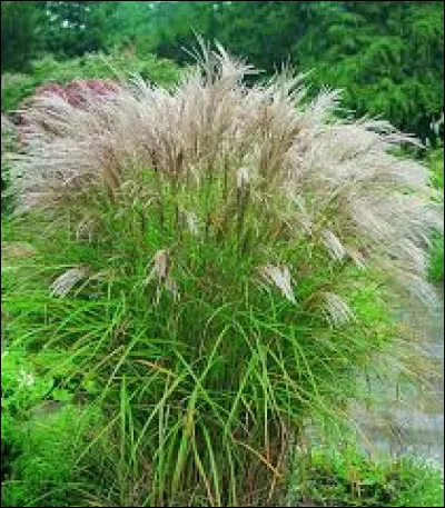 Quel est le nom de cette graminée ?