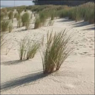 Quel est le nom de cette plante que l'on retrouve souvent près des plages ?