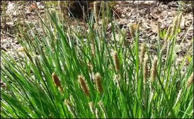 Cette plante est la/l' :