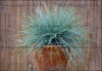 Comment se nomme-t-elle ?