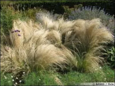 On en voit beaucoup, c'est la stipa en latin.
