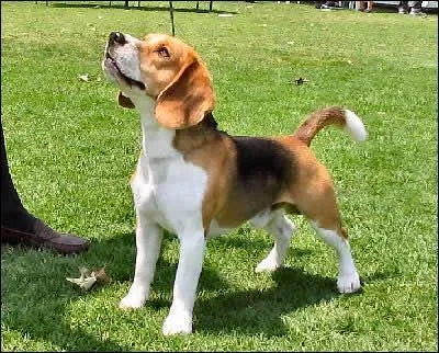 Quelle est cette race ?