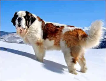 Quelle est cette race ?