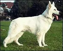 Quelle est cette race ?