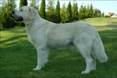 Quelle est cette race ?