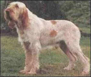 Quelle est cette race ?