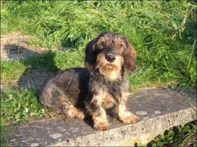 Quelle est cette race ?