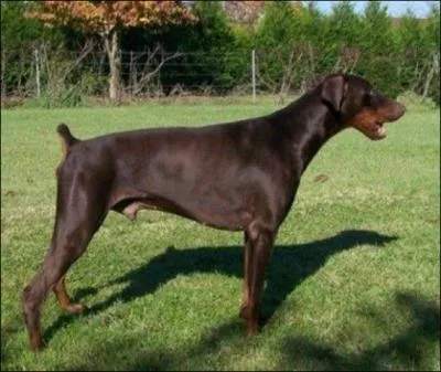 Quelle est cette race ?