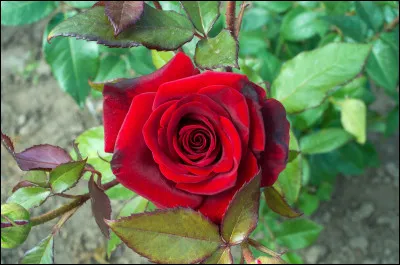 Quelle est cette fleur ?