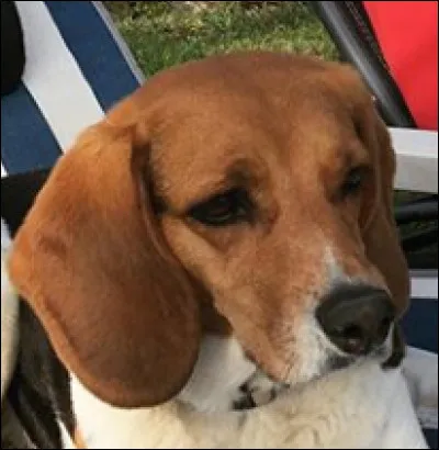 Comment son chien s'appelle-t-il ?