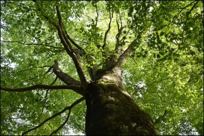 Des neufs mondes nous avons déjà parlé de Niflheim, Muspelheim, Jötunheim, Asgard et de Vanaheim. Dans quel monde vivent les humains ?