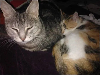 Quel est le facteur de confusion le plus probable auquel on est confronté dans cet énoncé ?
« Dans le monde, les personnes possédant un chat ont tendance à vivre plus longtemps que ceux qui n'en possèdent pas. Donc d'une manière ou d'une autre les chats arrivent à augmenter la durée de vie de leur maître. »