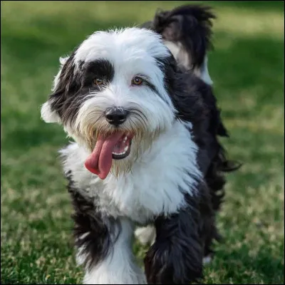 Quelle est cette race ?