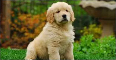 De quelle origine est le golden retriever ?