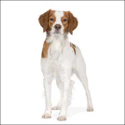 Quelle est cette race ?