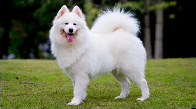 Quelle est cette race ?