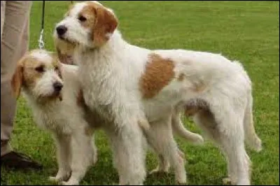 Quel type de poil a ce chien ?