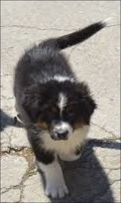 Quel âge a ce chiot ?