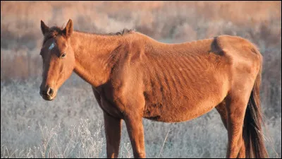 Quel est cet animal ?