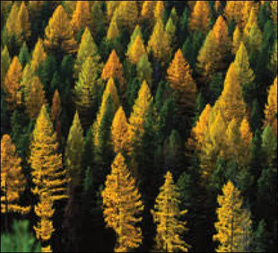 Quel est le nom de cet arbre ?