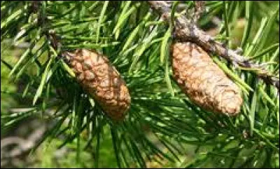 Quel est le nom de cet arbre ?