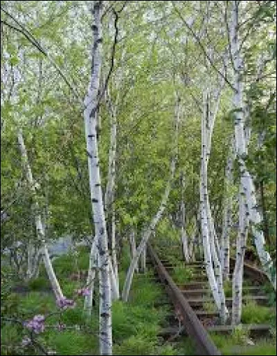 Quel est le nom de cet arbre ?