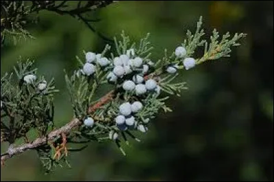 Quel est le nom de cet arbre ?