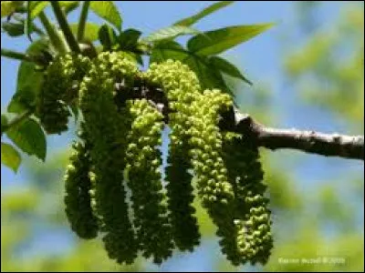 Quel est le nom de cet arbre ?