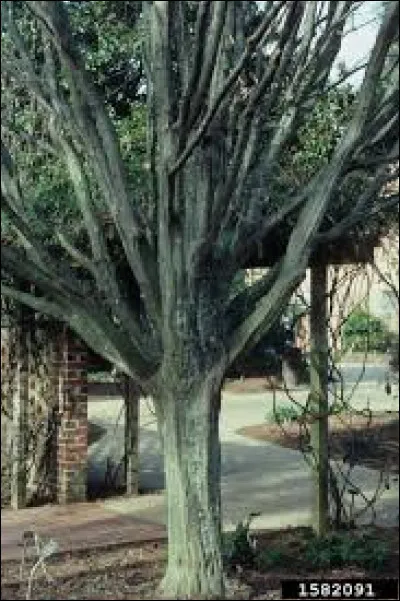 Quel est le nom de cet arbre ?