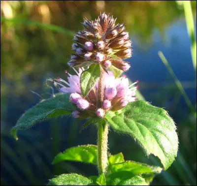 Religieuse animée d'un amour dévorant, c'est la...