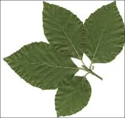 À quel arbre appartient cette feuille ?