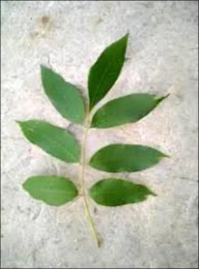 À quel arbre appartient cette feuille ?