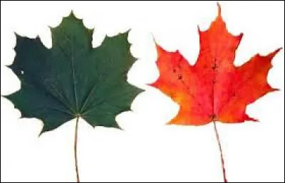 À quel arbre appartient cette feuille ?