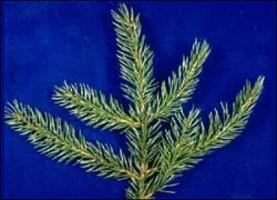 À quel arbre appartient cette feuille ?