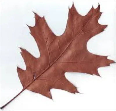À quel arbre appartient cette feuille ?