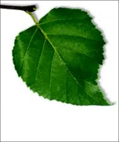 À quel arbre appartient cette feuille ?
