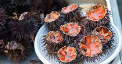 Quelles sont les parties comestibles de l'oursin ?