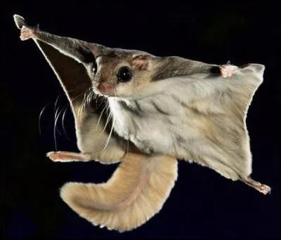 Qu'est-ce que la nation ?