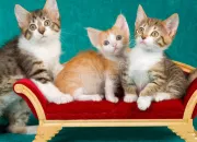 Test Quel chat te représente ?