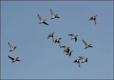 Quel oiseau est la mésange ?