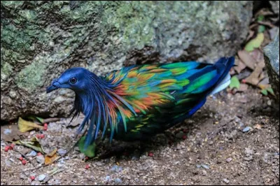 Un ... c'est plus con qu'un dauphin, d'accord mais ça vole !