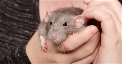 Un bon chien vaut mieux que deux kg de ... !